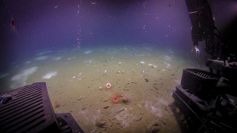 During a remotely operated vehicle dive at the Bodie Island seeps field on the North Carolina margin, two bubble streams were seen emanating from relatively bare seafloor. The background seafloor has white Beggiatoa bacterial mats, and the foreground has dead and live Bathymodiolus mussels and pink anemones. This seep field was discovered based on analyses of water column data collected during expeditions on NOAA Ship Okeanos Explorer in 2012 and 2014.