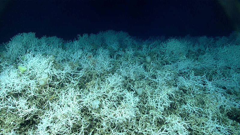 Dense thickets of the reef-building coral Desmophyllum pertusum (previously called Lophelia pertusa) make up most of the deep-sea coral reef habitat found on the Blake Plateau in the Atlantic Ocean. The white coloring is healthy – deep-sea corals don’t rely on symbiotic algae, so they can’t bleach. Images of these corals were taken during a 2019 expedition dive off the coast of Florida.