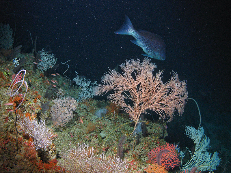 Mesophotic and deep benthic habitats are vast and complex ecosystems on the ocean floor that are a foundation of Gulf of Mexico food webs.