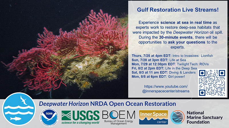 An image of a pink coral  is surrounded by partner emblems and text that reads:

                        Gulf Restoration Live Streams!
                        
                        Experience science at sea in real time as experts work to restore deep-sea habitats that were impacted by the Deepwater Horizon oil spill. During the 30 minute events, there will be opportunities to ask your questions to the experts. 
                        
                        Thursday, July 25 at 4 p.m. EDT: Introduction to Invasives: Lionfish
                        Sunday, July 28 at 3 p.m. EDT: Life at Sea
                        Monday, July 29 at 12:30 p.m. EDT: Twilight Tech: Remotely Operated Vehicles
                        Friday, August 2 at 2 p.m. EDT: Survival Mode: Life in the Deep Sea
                        Saturday, August 3 at 11 a.m. EDT: Twilight Tech: Diving and Landers
                        Monday, August 5 at 6 p.m. EDT: Girl power!
                        
                        https://www.youtube.com/@innerspacecenter/streams
                        
                        Deepwater Horizon NRDA Open Ocean Restoration
