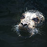 The photo was taken in Vancouver, British Columbia in August 2012. This harbor seal is a frequent visitor to the marina.