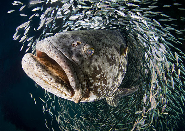 Photo was taken on Sept. 19, 2012 in Jupiter, FL. Annually, Jupiter is known for the large spawning aggregations of Goliath Grouper. Pictured here is a Goliath grouper piercing through a school of baitfish.