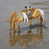 Ghost crab on Ossabaw beach, GA in 2009