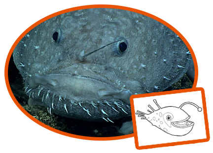 NOAA/Octonauts Anglerfish Creature Card