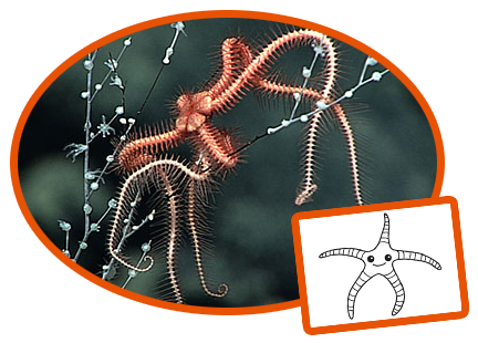 NOAA/Octonauts Brittle Star Creature Card