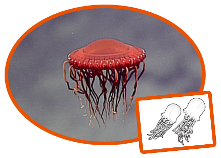 NOAA/Octonauts Jellyfish Creature Card