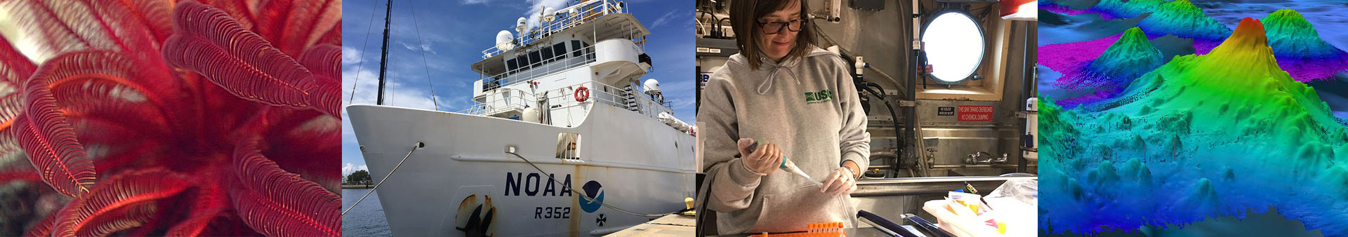 Red crinoid; NOAA Ship Nancy Foster; scientist at work; multibeam data