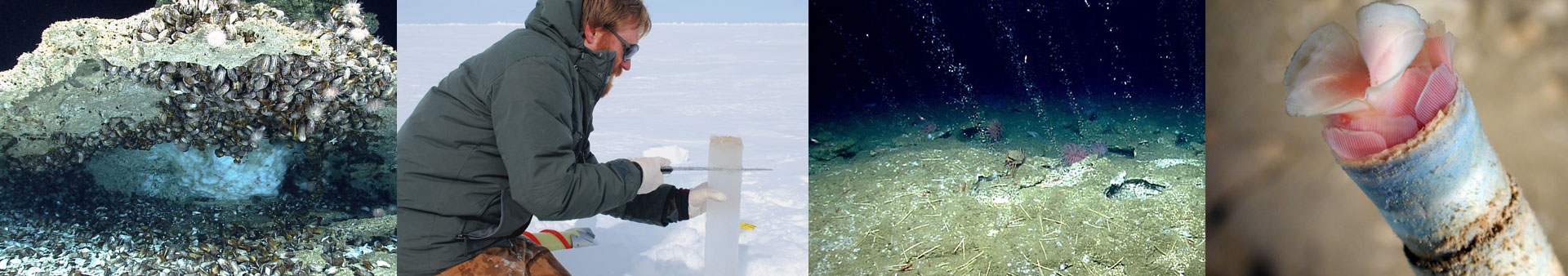 Methane hydrate and mussels; ice coring; gas seep with bubbles; tube worm