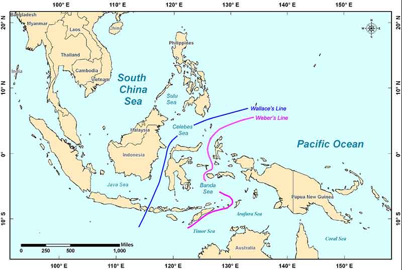 Map of the Celebes Sea region where biogeographic patterns observed on land led to lines drawn to explain breaks in species distribution. INDEX exploration of the deep sea will occur across Wallace's line – an imaginary line postulated by A. R. Wallace as the dividing line between Asian and Australian fauna in the Malay Archipelago. Weber's line is a line of supposed ‘faunal balance’ between the Oriental and the Australasian faunal regions within Wallacea. Wallacea consists of isolated islands that were never recently connected by dry land by continental land masses and thus were populated by species capable of crossing the straits between islands. Weber's line runs through this transitional area, at the tipping point between dominance by species of Asian versus Australian origin.