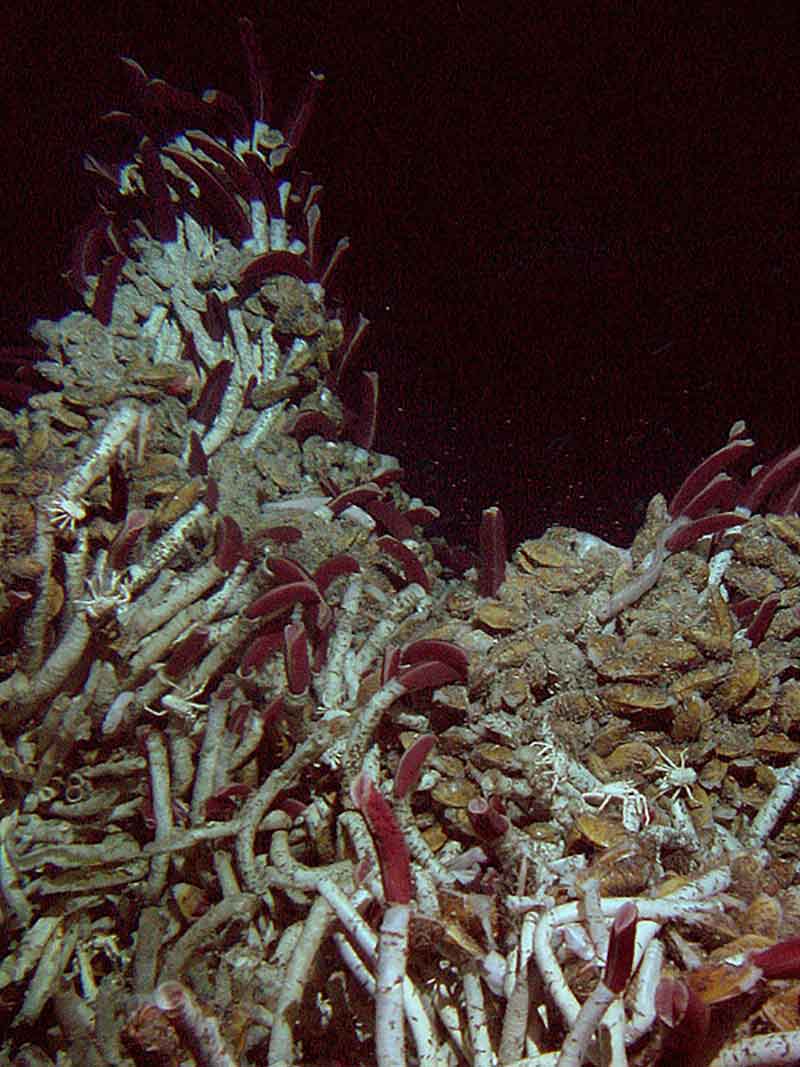 Cacing tabung Riftia, kerang, dan kepiting yang mengais-ngais ditemukan di situs rekahan hidrotermal di East Wall di East Pacific Rise.