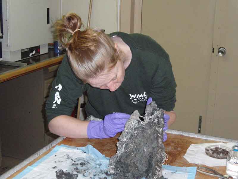 Helene Ver Eecke, a graduate student from the University of Massachusetts Amherst, dissects a black smoker chimney sample collected from a deep-sea hydrothermal vent to isolate new hyperthermophilic microbes.