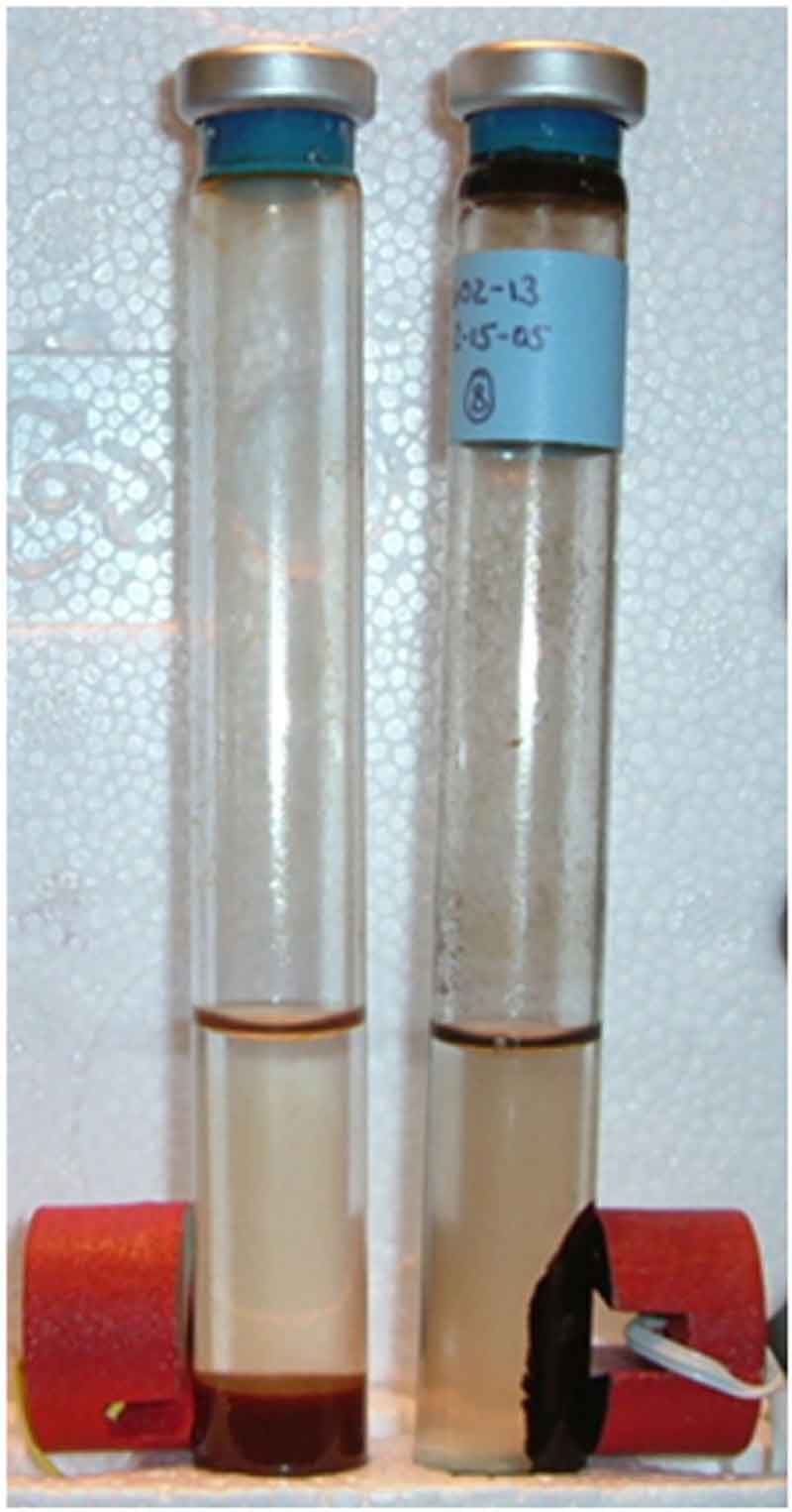 Pertumbuhan mikroba hipertermofil yang tumbuh pada 203° F (95° C) dan mengubah gas hidrogen, gas karbon dioksida, dan karat besi (zat cokelat di dalam tabung kiri) menjadi besi magnetik hitam (tabung kanan). Magnet merah terlihat mengapit kedua tabung.