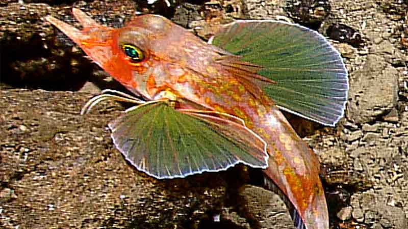 A benthic fish called a Sea Robin. This fish has several sets of modified fins - some modified for perching on the seafloor, and 'wing-like' fins for swimming.  Image captured by the <em>Little Hercules</em> ROV at 279 meters depth on a site referred to as 'Zona Senja' on August 2, 2010.