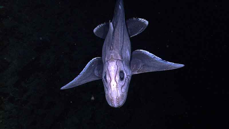 A deep-sea Chimaera. Chimaeras are most closely related to sharks, although their evolutionary lineage branched off from sharks nearly 400 million years ago, and they have remained an isolated group ever since. Like sharks, chimaeras are cartilaginous and have no real bones. The lateral lines running across this chimaera are mechano-receptors that detect pressure waves (just like ears). The dotted-looking lines on the frontal portion of the face (near the mouth) are ampullae de lorenzini and they detect perturbations in electrical fields generated by living organisms.