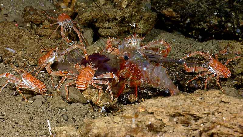 Galatheid crabs and a large shrimp feast opportunistically on a pelagic catch. The largest crab individuals were feeding directly on the catch, whereas the smaller crabs waited their turn to feed on the outskirts of the group. Image captured by the <em>Little Hercules</em> ROV on a site referred to as 'Zona Senja' on August 2, 2010.