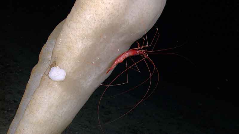 Some incredible imagery of undersea creatures has been collected during this expedition - from an octopus on the hunt, to a group of feasting crabs, and incredible close-up images of shrimp revealing eyes and long legs. This image captures a shrimp with long legs on a sponge.