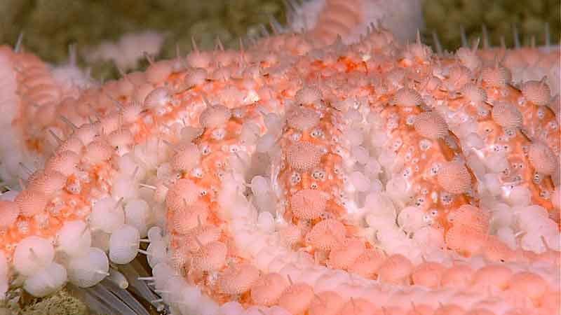 A stunning 10-armed sea star. Image captured by the <em>Little Hercules</em> ROV at 271 meters depth on a site referred to as 'Zona Senja' on August 2, 2010.