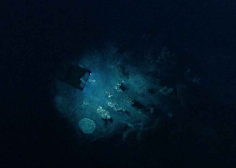 <em>Little Hercules</em> examines a collection of hydrothermal vents on Kawio Barat.  The ROV team works many hours behind the scenes to keep <em>Little Hercules</em> in top condition.