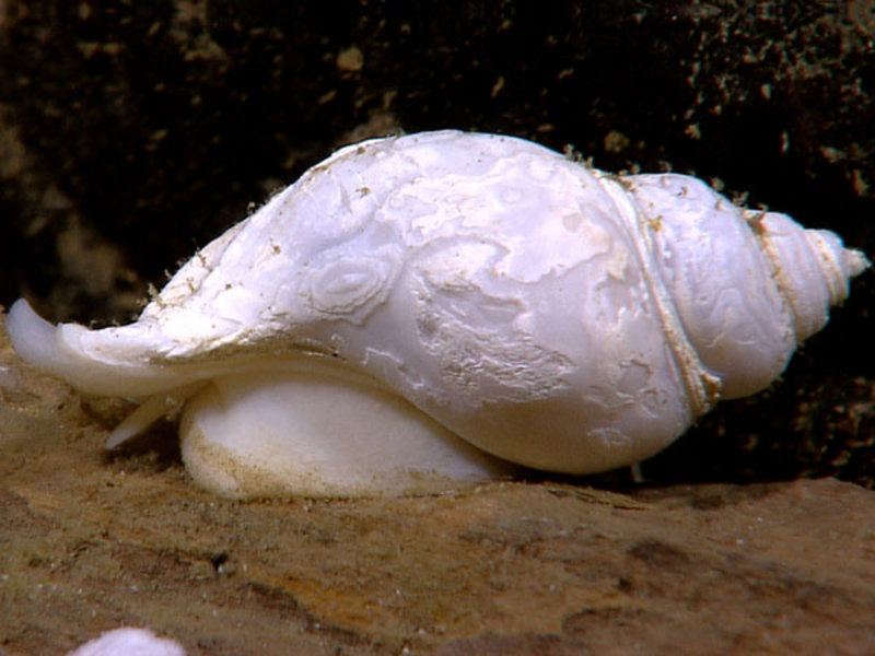 An 8cm long gastropod snail crawling on a wood fall (log) at 1525 depth. Image captured by the Little Hercules ROV at a site referred to as 'Baruna Jaya IV - Site 1' on August 1.