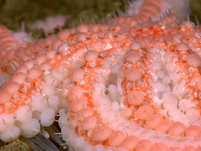 A stunning 10-armed sea star. Image captured by the Little Hercules ROV at 271 meters depth on a site referred to as 'Zona Senja' on August 2, 2010. 