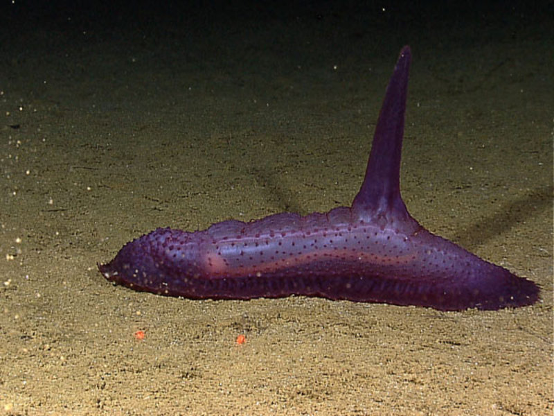 A purple sea cucumber with a high “spike” protruding from its dorsal section.