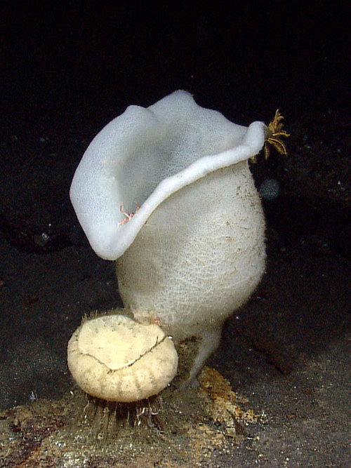 Large barrel sponges and their associates were observed during the dive. Image captured August 5 by the Little Hercules ROV at 700 meters depth on a new seamount mapped by Baruna Jaya IV during the INDEX SATAL 2010 Expedition.