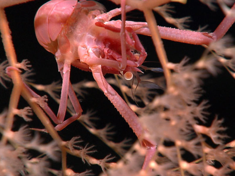 The vehicle captured the underside of this galatheid crab clinging to a coral on July 12.