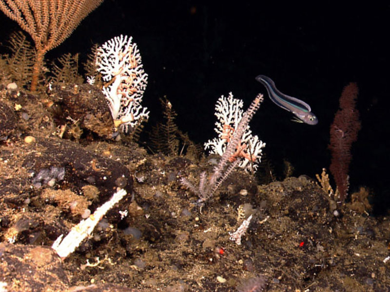 An overview showing the extraordinary biodiversity found at seamount K, even at small scales.