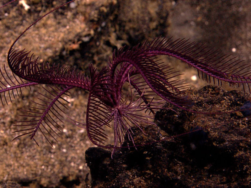 A stunning purple Sea Lily filters the current for food.