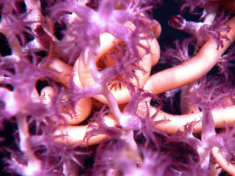 A close-up view of a brittle star intertwined with its host coral.
