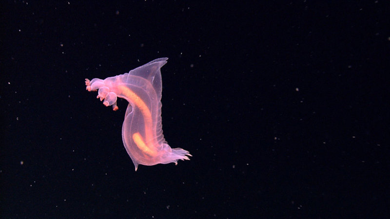 A spectacular image of a benthopelagic sea cucumber swimming in the near freezing waters of the abyss, approximately 3200 meters deep.