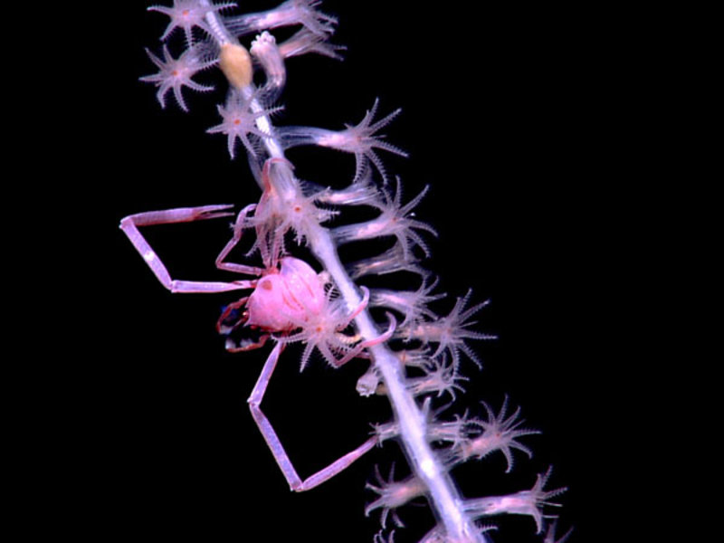 Close-up view of a bamboo whip coral with its associate squat lobster.