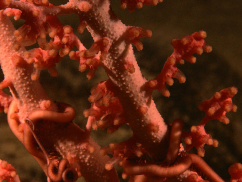 This close-up image of a deepwater coral is a frame grab from the ROV high definition video camera.