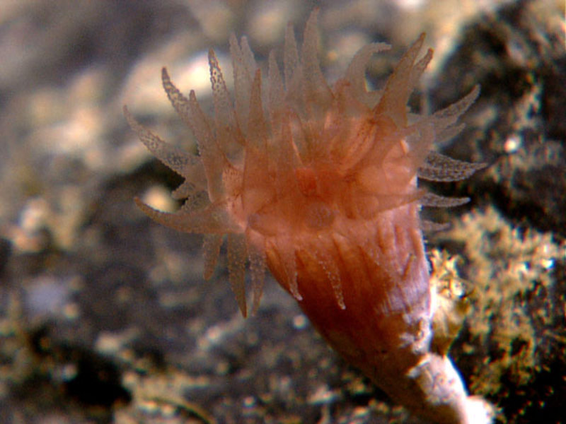 An example of macrofauna – a small cup coral about 2cm in height with its tentacles extended.