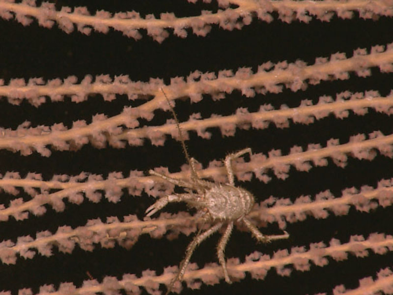 This close-up image of a crab on a deepwater coral is a frame grab from the ROV high definition video camera.