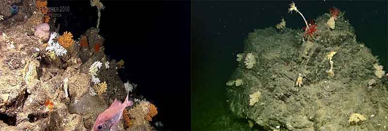 The seamount Target K (left) has greater abundances and diversity of organisms than seamount Naung (right).