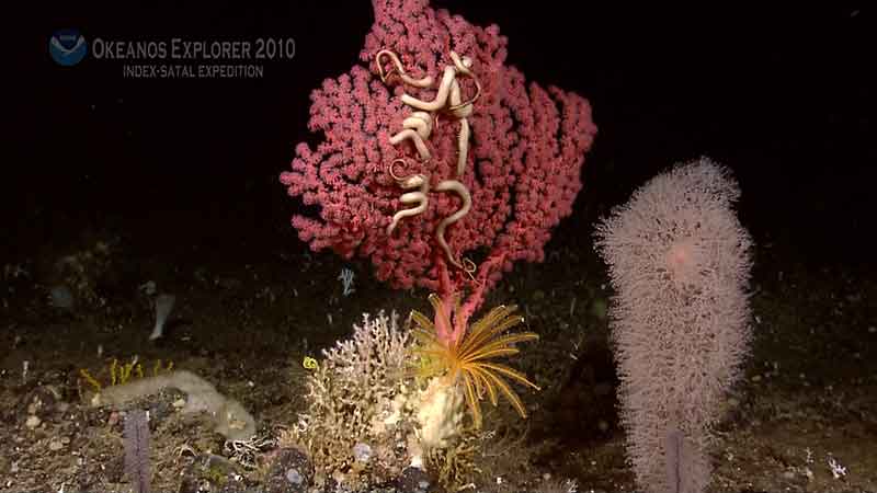 Bubblegum corals (red) lack any form of fused internal skeleton.