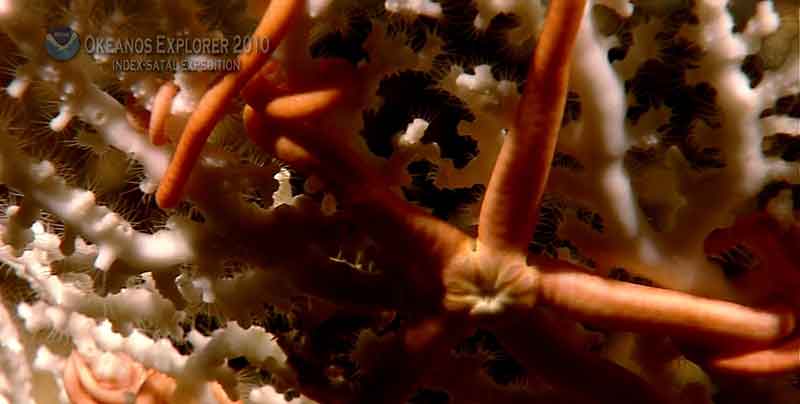 Hydrocorals, also know as stylasterids, are not 'true' corals but are more closely related to hydroids. Fleshy ophiuroids have been commonly found in association with them.