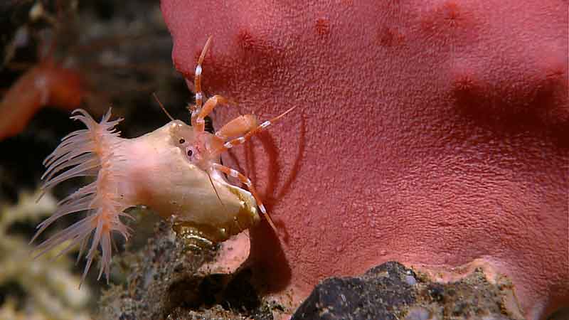 A sea anemone and hermit crab share a snail shell, providing a wonderful example of commensalism. The anemone (like all cnidarians) has stinging cells that help protect the crab from predators and benefits from having a free ride around the seafloor habitat, as well as receiving scraps from the crab's feeding activities. When the crab outgrows its borrowed shell, it finds a larger vacant shell...and brings the anemone along to share its new home.