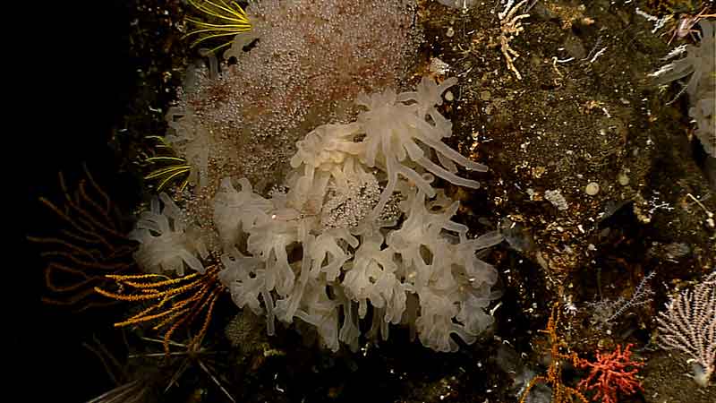 Images from the remotely operated vehicle (ROV), streamed live to the ship and shore-side Exploration Command Centers, are viewed by scientists with the expertise to identify seafloor life and habitats.