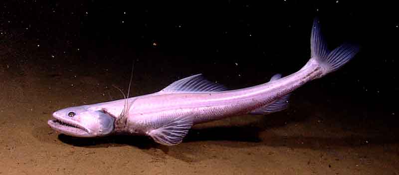 Indonesian scientists and staff in the Jakarta ECC whipped out a plethora of personal digital cameras when the vehicle imaged this over 70 cm scraggly-toothed bathysaurus fish.