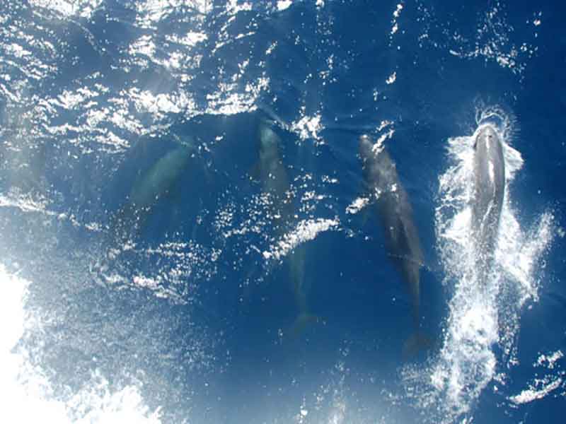 Marine mammals are observed far and few between when in the deep ocean. These dolphins were spotted on the transit from Bitung to the working grounds in the Celebes Sea.