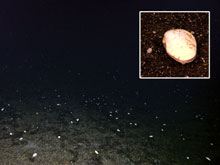 During the ROV dive we ascend up a summit ridge where, in the last hour of the dive, we see live clams sitting on top of sediments. Our dive has revealed many signs that the area previously hosted active hydrothermal venting, and this might be one more, however we are unable to determine whether these are chemosynthetic clams with the imagery collected.