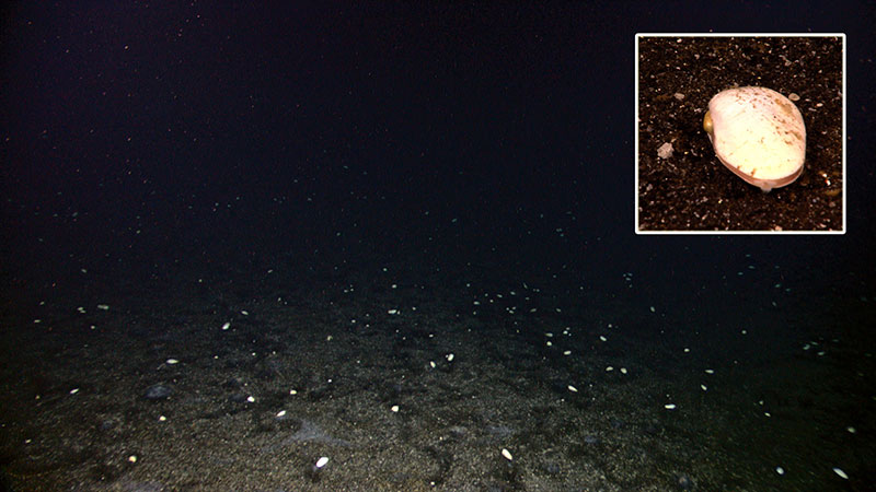 During the ROV dive we ascend up a summit ridge where, in the last hour of the dive, we see live clams sitting on top of sediments. Our dive has revealed many signs that the area previously hosted active hydrothermal venting, and this might be one more, however we are unable to determine whether these are chemosynthetic clams with the imagery collected.