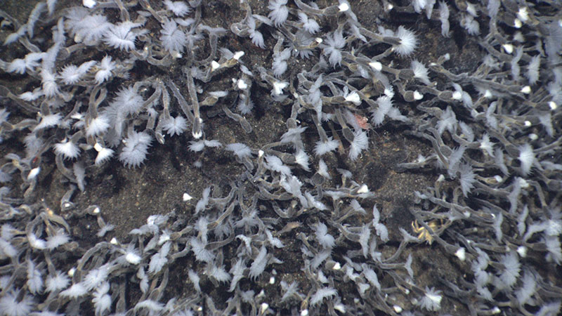 The barnacles are a type of goose-neck barnacle that grow on a stalk. The white fluff on the cirri is filaments of bacteria that grow in the passing vent water. The barnacles hold them out to improve growth then, apparently, withdraw to “lick their fingers”.