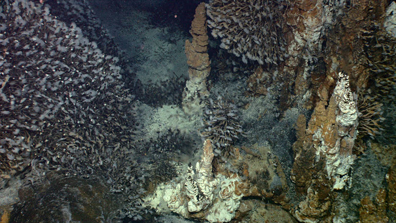  Cameras on the ROV reveal a field of sulphur chimneys completely covered with barnacles.