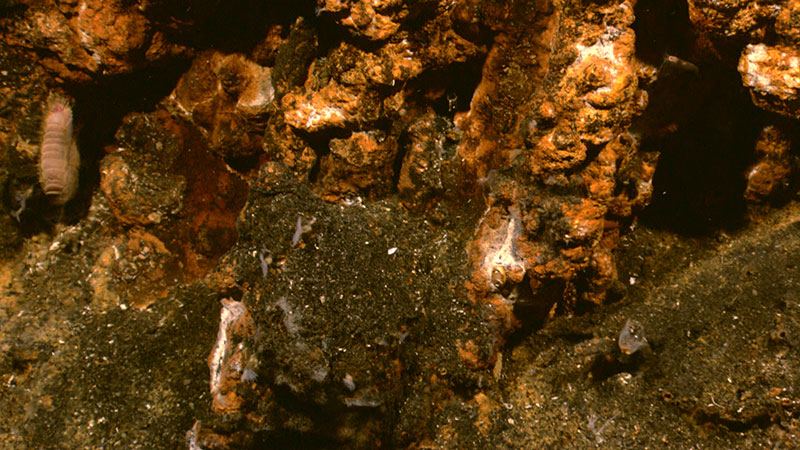  The surface of the sulphide chimney has started to oxidize to an orange colour. A large scale worm lurks to the left; it is a predator with large jaws.