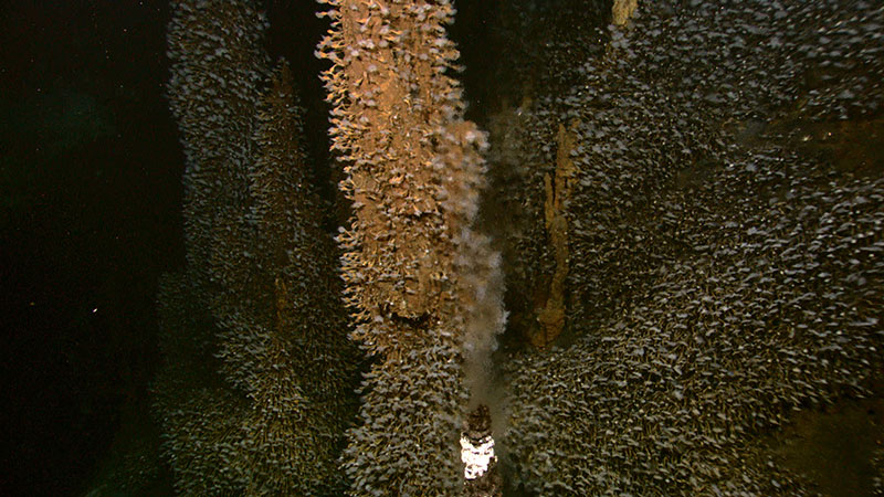 Sulphide chimneys on Kawio Barat were completely covered with barnacles.