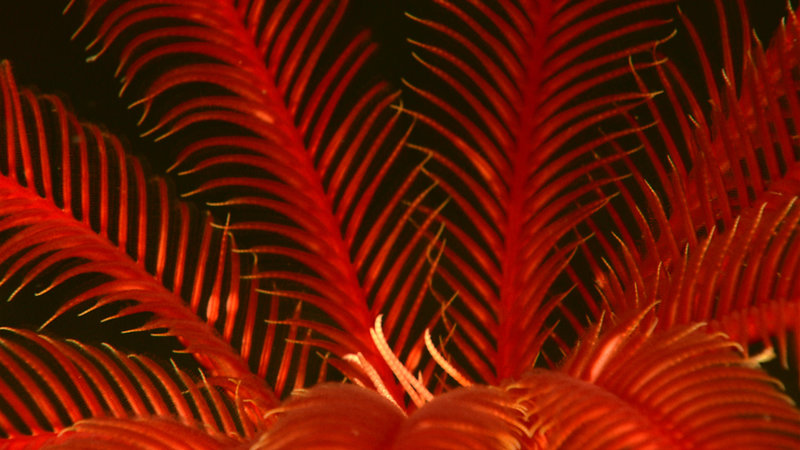 A close look at the red arms of a Sea Lily living 516 meters deep. Image captured by the Little Hercules ROV at a site referred to as 'Nuang Traverse' on July 3, 2010 during the INDEX SATAL 2010 Expedition.