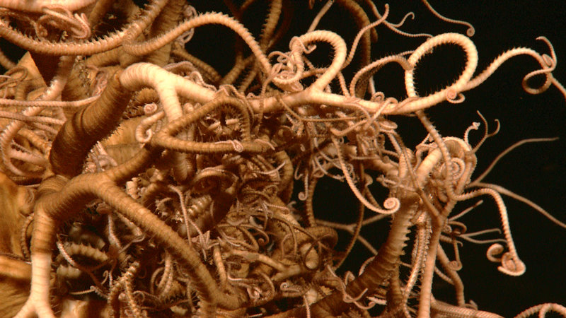 A giant basket star with an intricate network of bifurcating legs is imaged 555 meters deep by the Little Hercules ROV at a site referred to as 'Nuang Traverse' on July 3, 2010 during the INDEX SATAL 2010 Expedition.